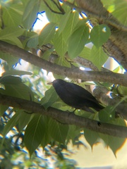 Turdus merula