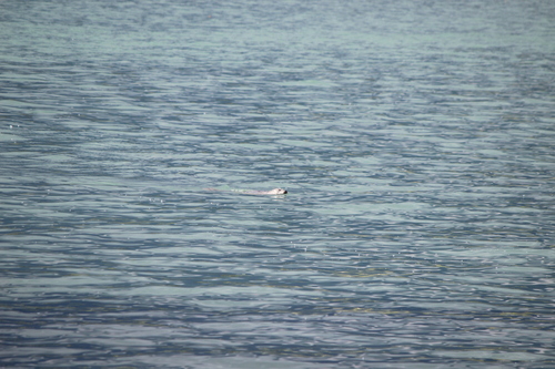 photo of Harbor Seal (Phoca vitulina)