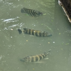 Heterotilapia buettikoferi