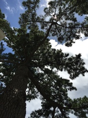 Pinus thunbergii