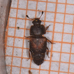 Caplothorax lugubris