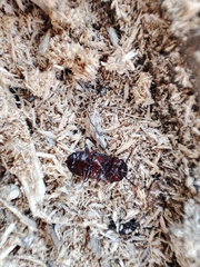 Uloma culinaris