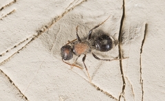Sigilla dorsata