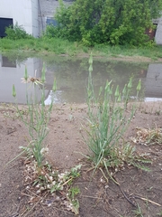 Tragopogon orientalis