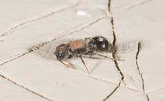 Sigilla dorsata