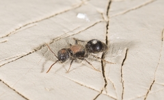 Sigilla dorsata