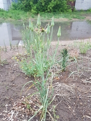 Tragopogon orientalis