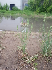 Tragopogon orientalis