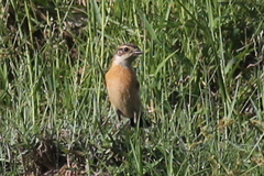 Saxicola stejnegeri