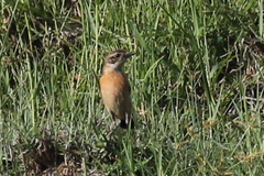 Saxicola stejnegeri