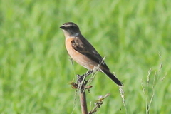 Saxicola stejnegeri