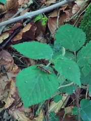 Rhagiini