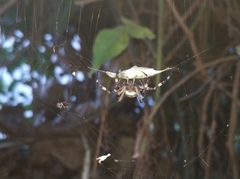 Argiope amoena