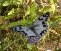 Melanargia lachesis