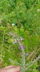 Salvia virgata