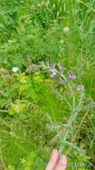 Salvia virgata