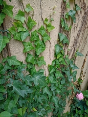 Hedera helix