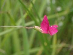 Lathyrus nissolia