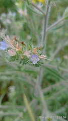Echium italicum