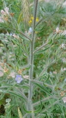 Echium italicum