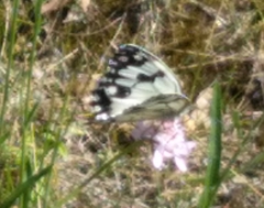 Melanargia lachesis