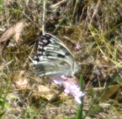 Melanargia lachesis