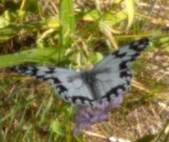 Melanargia lachesis
