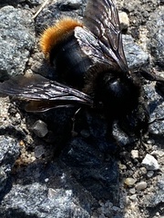 Bombus rupestris