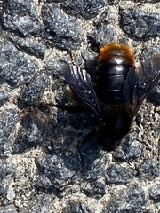 Bombus rupestris
