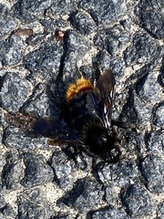Bombus rupestris