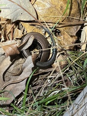 Plestiodon anthracinus anthracinus