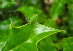 Leptophyes punctatissima