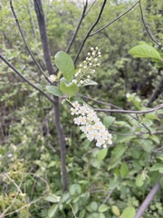 Prunus virginiana virginiana