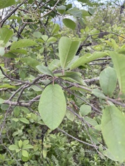 Prunus virginiana virginiana
