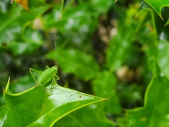 Leptophyes punctatissima