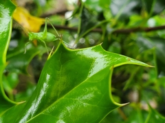 Leptophyes punctatissima