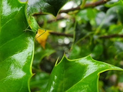 Leptophyes punctatissima