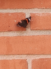 Vanessa atalanta