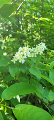 Prunus padus