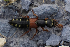 Staphylinus erythropterus