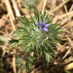 Navarretia