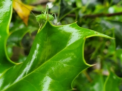 Leptophyes punctatissima