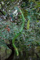 Cassia leiandra