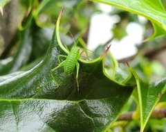 Leptophyes punctatissima