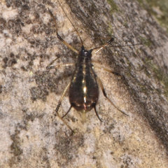Uroleucon cirsii