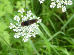 Chrysogaster solstitialis