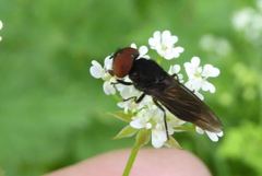 Chrysogaster solstitialis