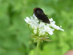 Chrysogaster solstitialis