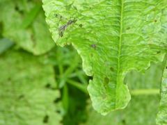 Ptychoptera contaminata