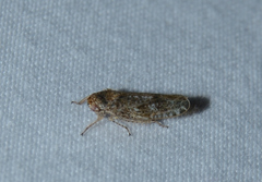 Allygidius atomarius